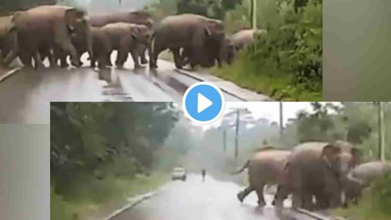 Video | ...जेव्हा हत्ती सोंडेनं त्याला म्हणाला, Thanks यार! तुझ्यामुळे रस्ता क्रॉस करु शकलो