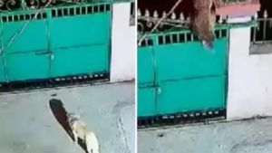 VIDEO : बिबट्याचा कुत्र्यावर हल्ला, पुढे काय झाले हे पाहा 'या' थरारक व्हिडीओमध्ये!
