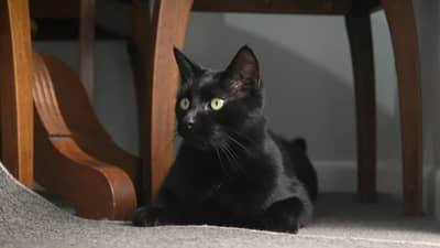 VIDEO : न्यूझीलंडमधली कुप्रसिद्ध मांजर..! चोरते महिलांची अंतर्वस्त्रं, पोलीस म्हणतात...