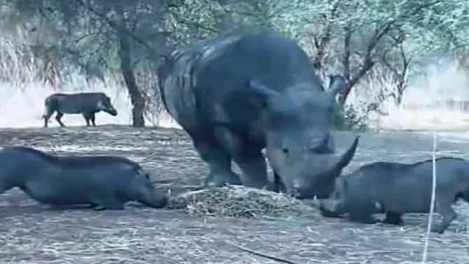 VIDEO : खाद्य पळवणाऱ्या रानडुकराला गेंड्यानं घडवली अद्दल, बाकीच्यांनी ठोकली धूम!
