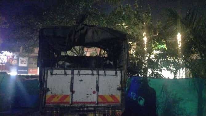 गोहत्येचा संशय, सिनेस्टाईल पाठलाग करत टेम्पोवर कारवाई, सापळा रचून दोघांना पकडलं!