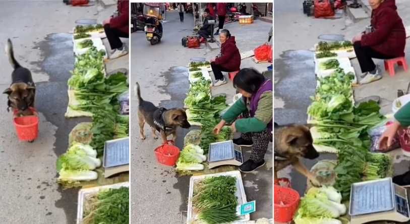 Video : बास्केट घेऊन भाजी खरेदी करणारा कुत्रा पाहिलाय का? भन्नाट व्हिडिओ व्हायरल