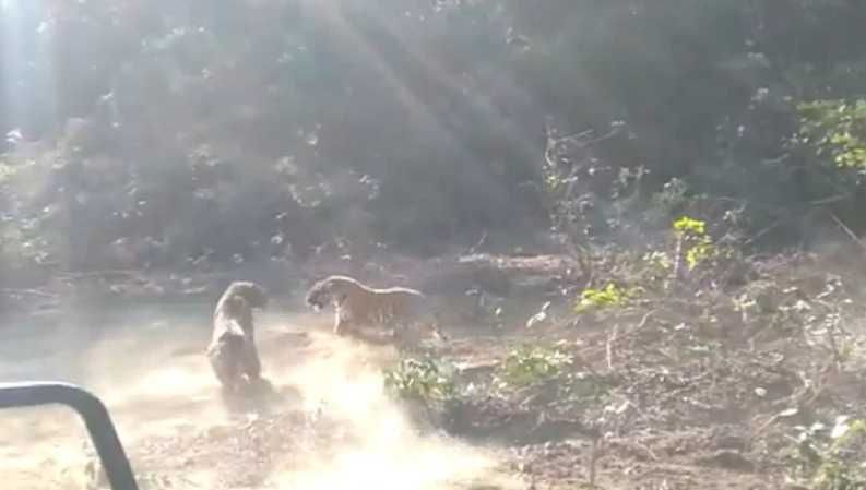 Video : जेव्हा जंगलात दोन वाघ एकमेकांशी भिडतात...भांडण आणि दोस्तीचा अनोखा किस्सा