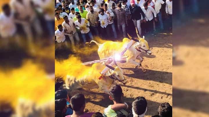 राज्यातील पहिल्या बैलगाडा शर्यतीला परवानगी, लांडेवाडीत होणार पहिली शर्यत राज्यातील पहिल्या बैलगाडा शर्यतीला परवानगी, लांडेवाडीत होणार पहिली शर्यत