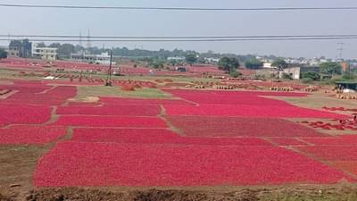Red Chilly : नंदुरबारच्या बाजारपेठेत लाल मिरचीचा ताल, समितीच्या मैदानावरही वाहनांच्या रांगाच रांगा