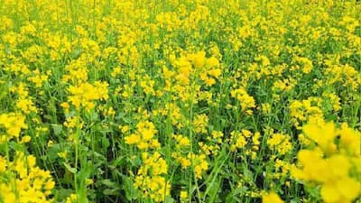 Rabi Season: ज्याला बाजारात भाव तेच पीक वावरात, देशभरातील शेतकरी कमर्शियल