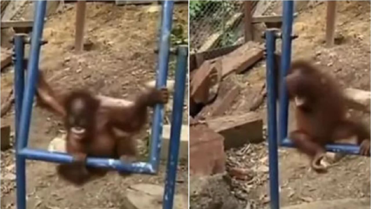 Viral Video | मस्ती करणं भोवलं, झोपाळ्यावर बसल्यानंतर माकडाची चांगलीच फजिती, मजेदार व्हिडीओ पाहिलात का ?