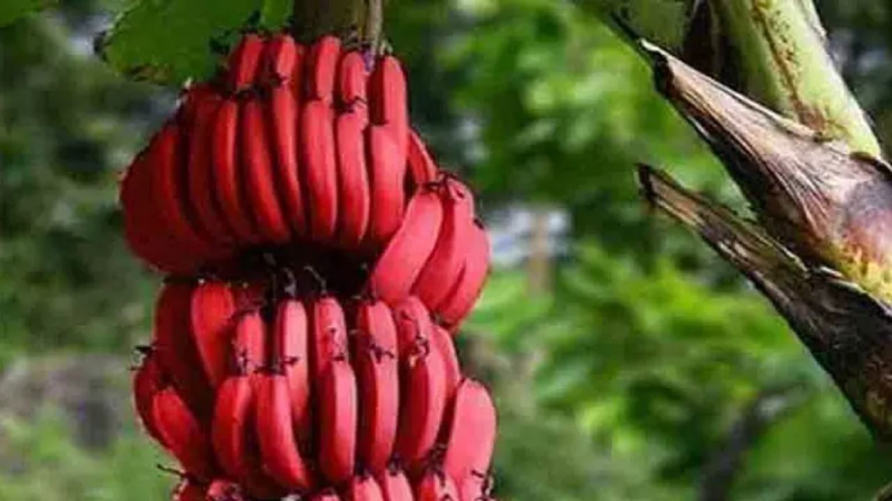 लाल केळी कधी खाली आहेत का? फायदे कळल्यास रोज खाणार लाल केळी