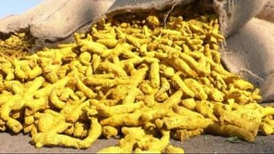 हळद शेतीमाल नाही तर मग काय? सांगलीतील व्यापाऱ्यांचा प्रश्न, आक्रमक पवित्र्यानंतर निघणार का तोडगा..!