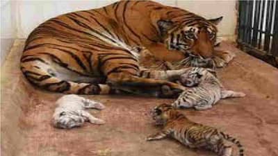 Aurangabad Zoo: मिटमिट्यातील झुलॉजिकल पार्कला केंद्र सरकारची अंतिम मंजुरी, सफारी पार्क उभारण्यातील मार्ग मोकळा