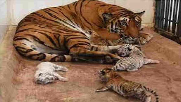 Aurangabad Zoo: मिटमिट्यातील झुलॉजिकल पार्कला केंद्र सरकारची अंतिम मंजुरी, सफारी पार्क उभारण्यातील मार्ग मोकळा