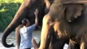 जवळपास 14 महिन्यानंतर आपल्या केअरटेकरला भेटले हत्ती, या प्रकारे झालं स्वागत, पाहा व्हिडीओ