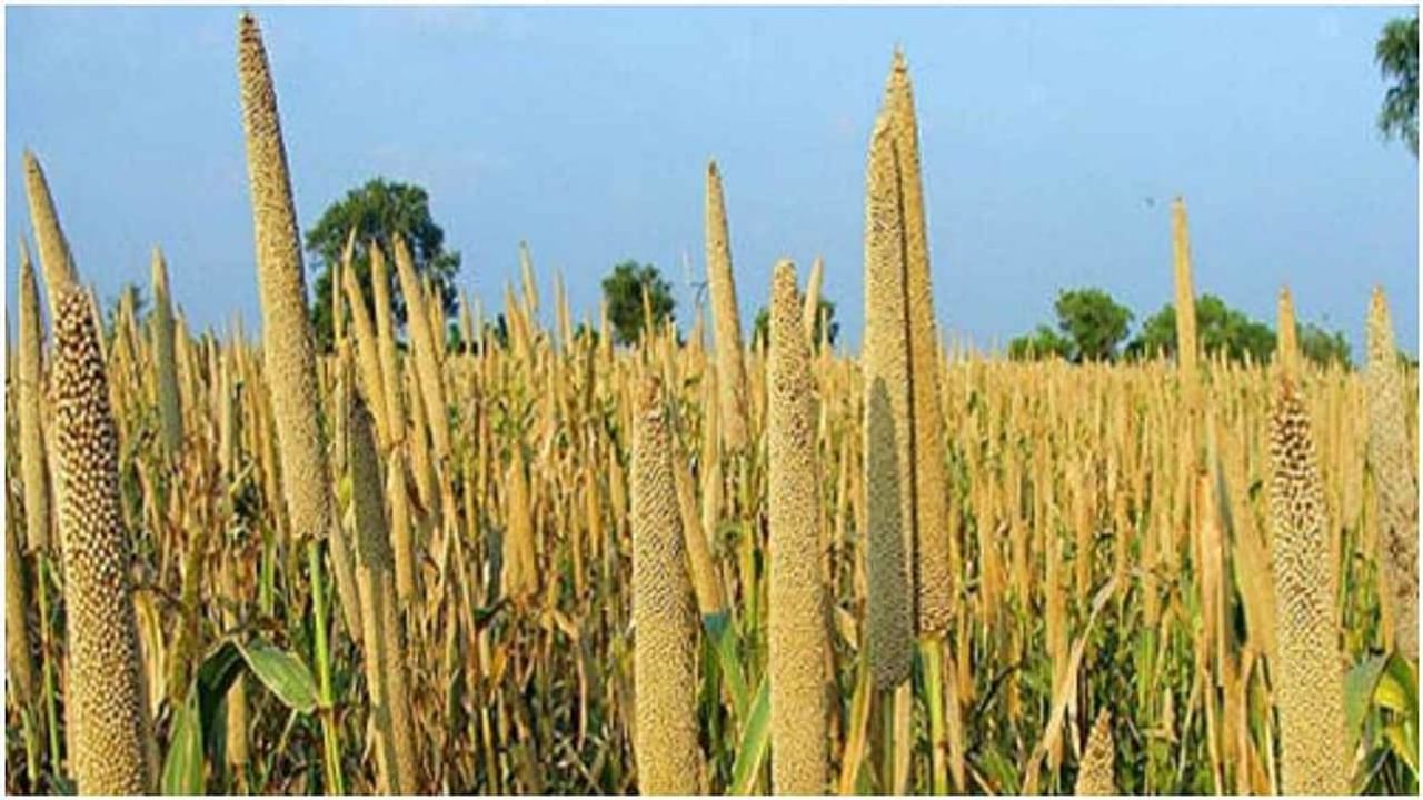 हिवाळ्यात बाजरीचे सेवन शरीरातील अंतर्गत उष्णता राखण्यासाठी खूप फायदेशीर आहे. म्हणूनच बहुतेक लोकांना थंडीच्या काळात बाजरीची भाकरी खायला आवडते. 