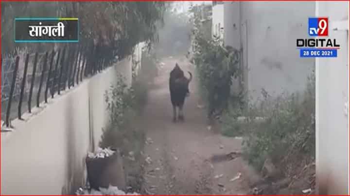 सांगली: शहरात गव्याचा मुक्तसंचार, नागरिकांमध्ये भीतीचे वातावरण सांगली: शहरात गव्याचा मुक्तसंचार, नागरिकांमध्ये भीतीचे वातावरण