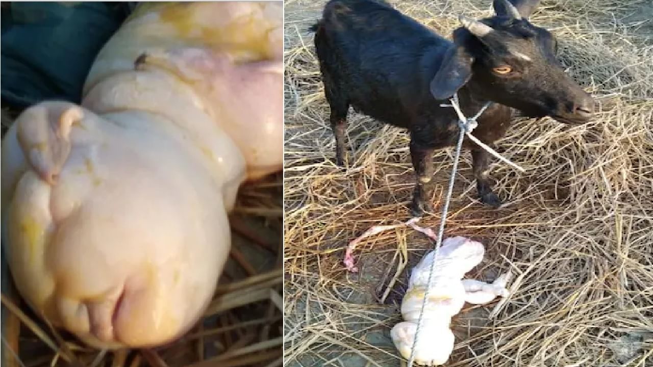 Assam Goat Human Baby