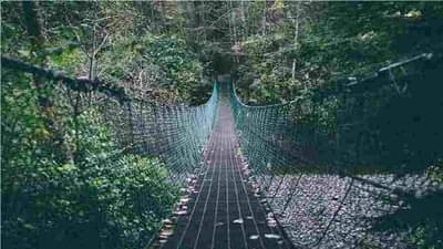 Mumbai Tree Walk: गर्द झाडीतून चालताना मुंबईत आहोत हेच विसरून जाल, मलबार हिल परिसरात सिंगापूरसारखा प्रकल्प