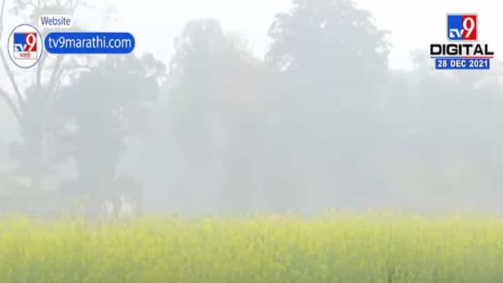 नागपूरसह परिसरात सर्वत्र सकाळी धुक्याची चादर नागपूरसह परिसरात सर्वत्र सकाळी धुक्याची चादर
