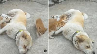 शेवटी आईच ती... मांजराच्या पिलाला कुशीत घेऊन कुत्रीने दूध पाजलं! पाहा व्हिडीओ