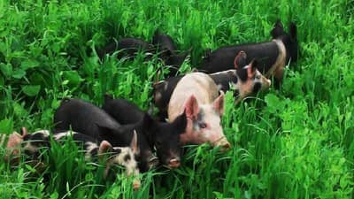 Rabi Season : रब्बीच्या पिकांना वन्यप्राण्यांचा धोका, पीक संरक्षणासाठी हे आहेत उपाय..!