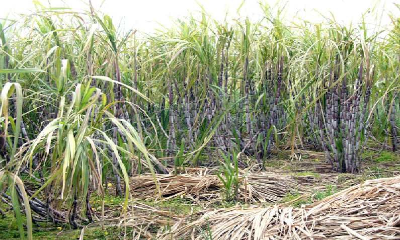 Sugarcane Sludge : क्षेत्र वाढले, गाळप रखडले आता अवघे दोन महिने उरले..!