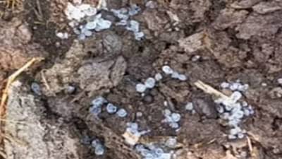 unseasonal rains | अवकाळी पावसाचा फटका; शेतकरी चिंतातूर, पिकांचे नुकसान; पंचनामे होणार काय?