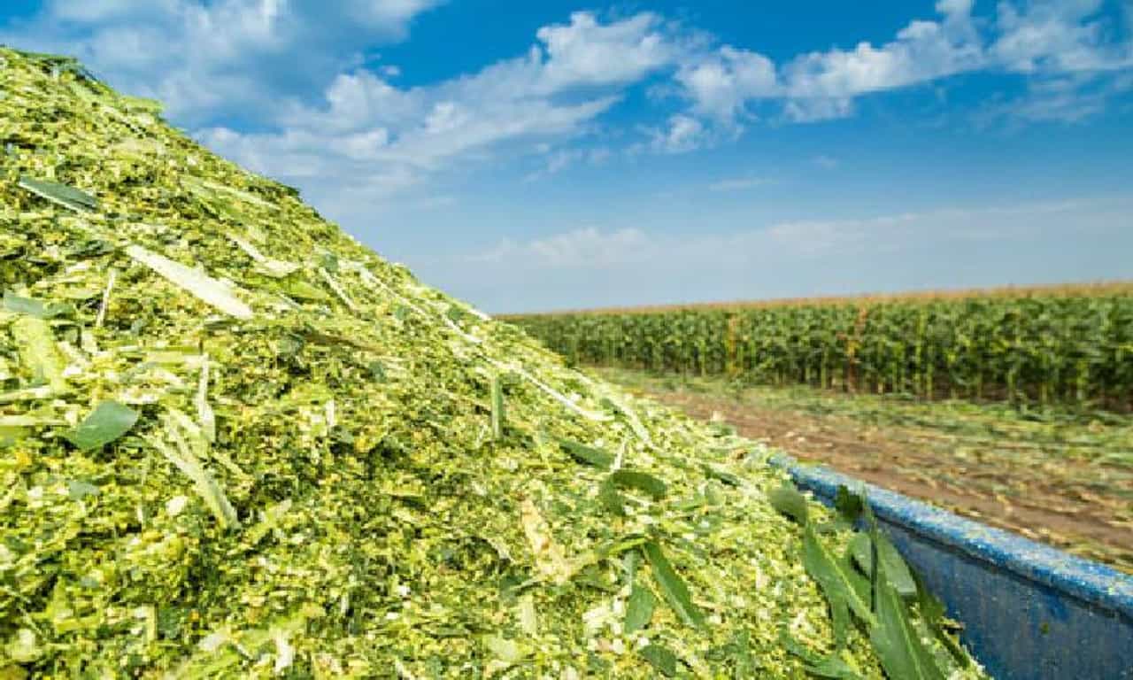 आता बाराही महिने हिरवा चारा, जनावरांसाठी पोषक अन् शेतकऱ्यांसाठी सोपी प्रक्रिया