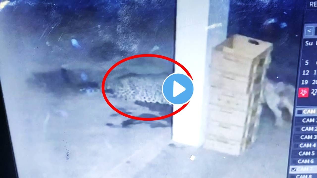 Video | Leopard attack | बिबट्यानं केली कुत्र्याची शिकार, CCTV कॅमेऱ्यात कैद संपूर्ण थरार