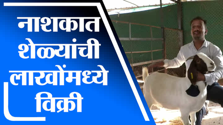 Video | आफ्रिकन शेळ्यांची लाखोंमध्ये विक्री, नाशकात कुणी घेतली आफ्रिकन शेळी? Video | आफ्रिकन शेळ्यांची लाखोंमध्ये विक्री, नाशकात कुणी घेतली आफ्रिकन शेळी?