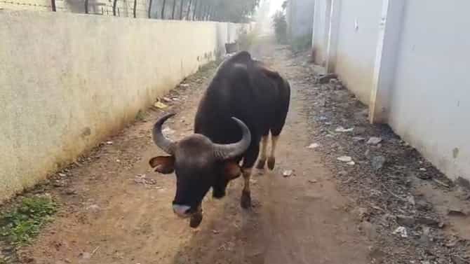 सांगलीच्या मार्केट यार्डात घुसलेला गवा तब्बल 21 तासाच्या रेस्क्यू ऑपरेशन नंतर जेरबंद, वाचा 21 तासांमध्ये काय घडलं!