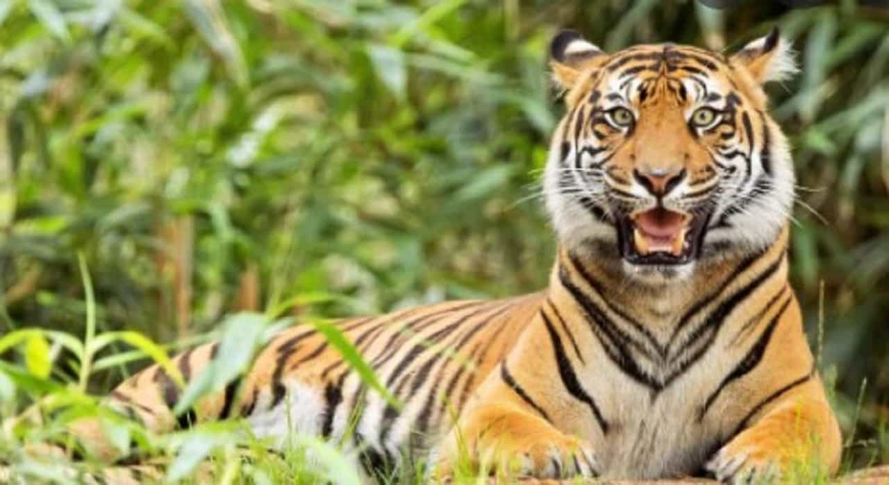 Pench Tiger | गंभीर जखमी अवस्थेत फिरत होती वाघीण; मृत्यू कशामुळं झाला असेल यावर चर्चा?