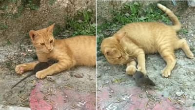 VIDEO : मांजर आणि उंदरामधली अशी मैत्री तुम्ही कधीही पाहिली नसेल, पाहा खास व्हिडीओ!