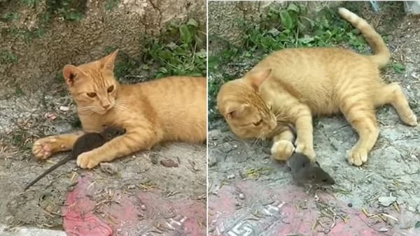 VIDEO : मांजर आणि उंदरामधली अशी मैत्री तुम्ही कधीही पाहिली नसेल, पाहा खास व्हिडीओ!