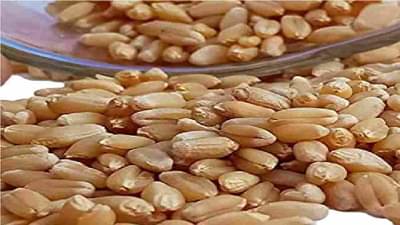 School News: अंगणवाडी बालकांच्या पोषण आहारात मृत उंदीर, औरंगाबादमधील प्रकार, पालक संतप्त!