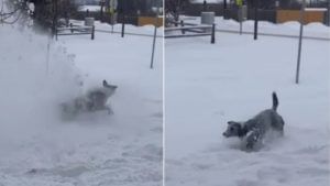 VIDEO : मैं तो आपनी मस्ती मे!, कुत्र्याचा बर्फामध्ये मस्ती करत असतानाचा सुपर क्युट व्हिडीओ सोशल मीडियावर प्रचंड व्हायरल, पाहा व्हिडीओ!