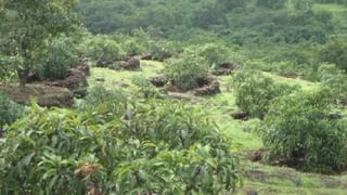 sugar cane : परिश्रमाला जोड नियोजनाची, सरकारने नाही पण शेतकऱ्याने करुन दाखवले दुप्पट उत्पन्न