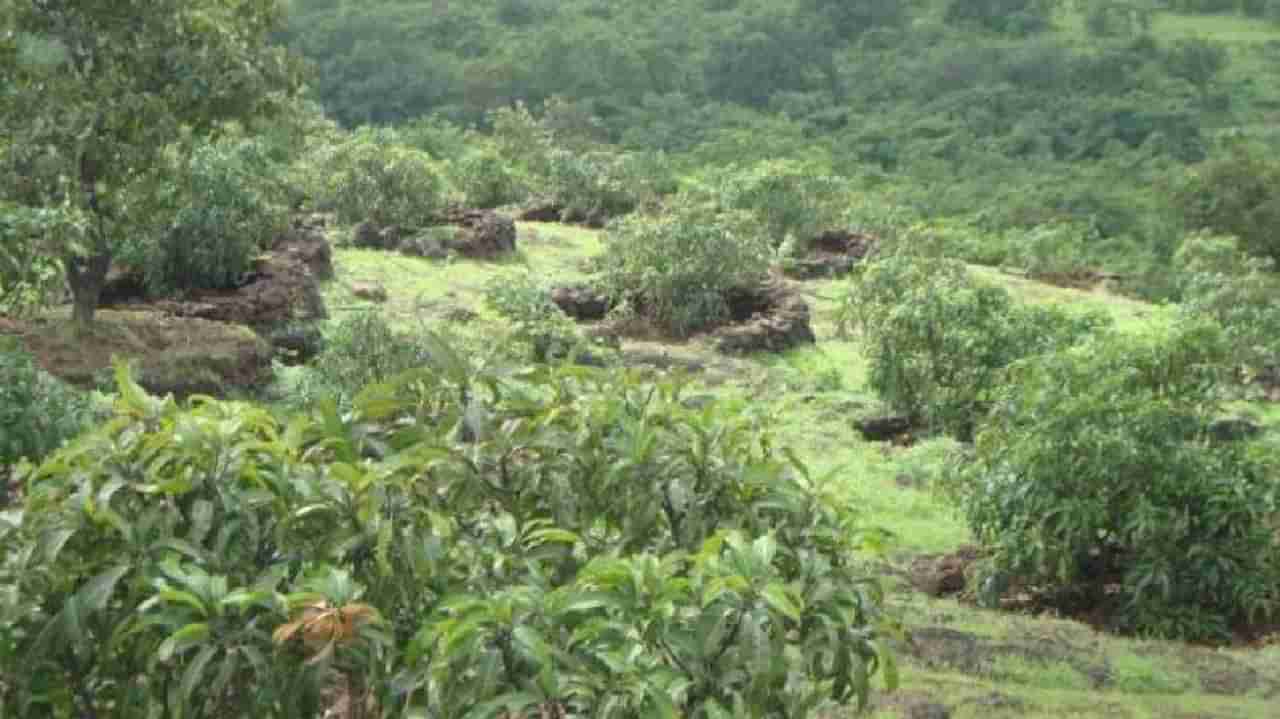 Fruit Tree : मराठवाड्यातील 9 गावाच्या शिवारात 20 हजार फळझाडांची लागवड अन् संगोपनही,  काय आहे हा अनोखा उपक्रम?