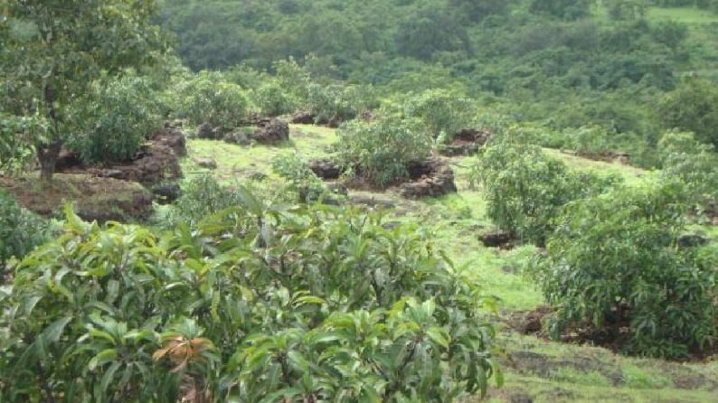 Fruit Tree : मराठवाड्यातील 9 गावाच्या शिवारात 20 हजार फळझाडांची लागवड अन् संगोपनही,  काय आहे हा अनोखा उपक्रम?