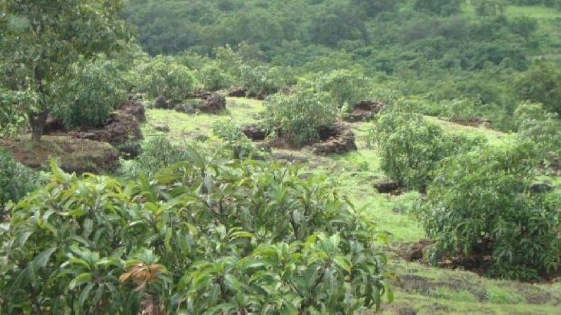 Fruit Tree : मराठवाड्यातील 9 गावाच्या शिवारात 20 हजार फळझाडांची लागवड अन् संगोपनही, काय आहे हा अनोखा उपक्रम? Fruit Tree : मराठवाड्यातील 9 गावाच्या शिवारात 20 हजार फळझाडांची लागवड अन् संगोपनही, काय आहे हा अनोखा उपक्रम?