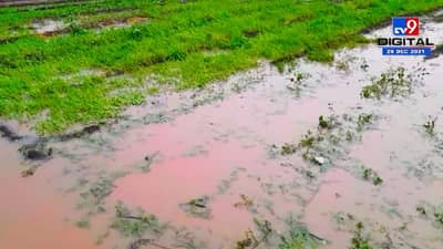 Untimely Rain : भाजीपाला पाण्यात अन् तुरीच्या शेंगा चिखलात, वाशिम जिल्ह्यात सर्वाधिक नुकसान