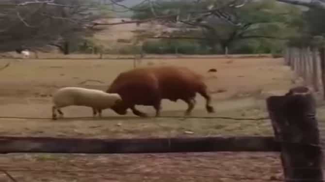 VIDEO : जेव्हा विशालकाय बैलाशी पंगा घेते एक मेंढी..! काय होतं? पाहा या व्हिडिओत