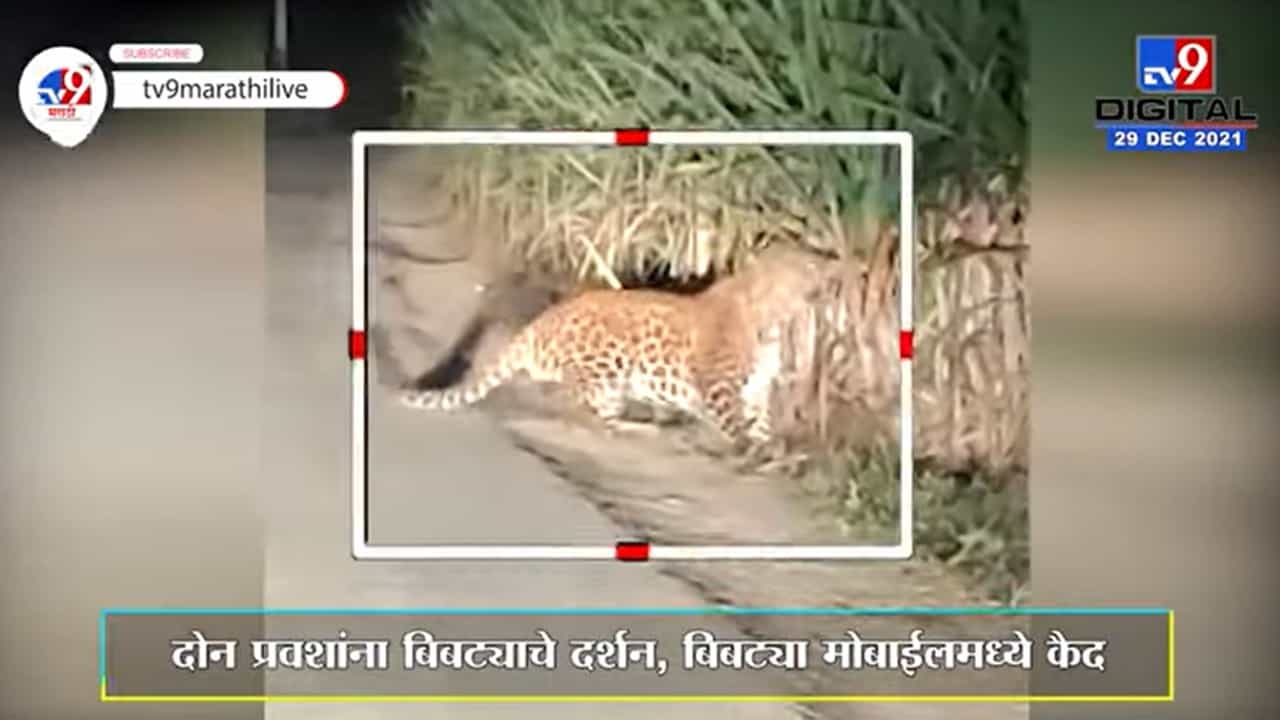 Pune | जुन्नरमधल्या ऊसाच्या क्षेत्रात बिबट्याचं दर्शन, प्रवाशांनी केलं व्हिडिओ रेकॉर्डिंग