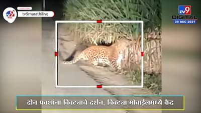 Nashik | झोपडीत शिरून बिबट्याने महिलेला उचलले, लचके तोडून संपवले; भयंकर अंतामुळे खळबळ