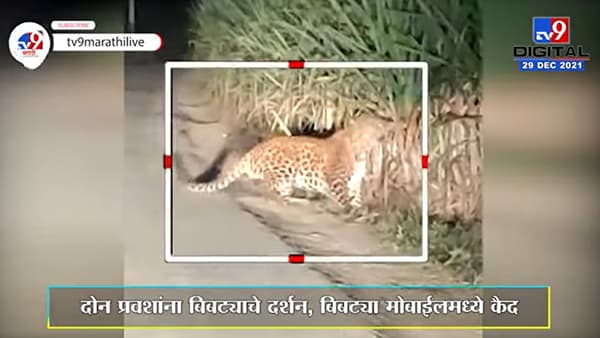 Pune | जुन्नरमधल्या ऊसाच्या क्षेत्रात बिबट्याचं दर्शन, प्रवाशांनी केलं व्हिडिओ रेकॉर्डिंग