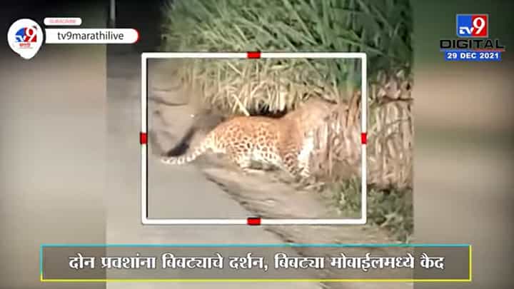 Pune | जुन्नरमधल्या ऊसाच्या क्षेत्रात बिबट्याचं दर्शन, प्रवाशांनी केलं व्हिडिओ रेकॉर्डिंग Pune | जुन्नरमधल्या ऊसाच्या क्षेत्रात बिबट्याचं दर्शन, प्रवाशांनी केलं व्हिडिओ रेकॉर्डिंग