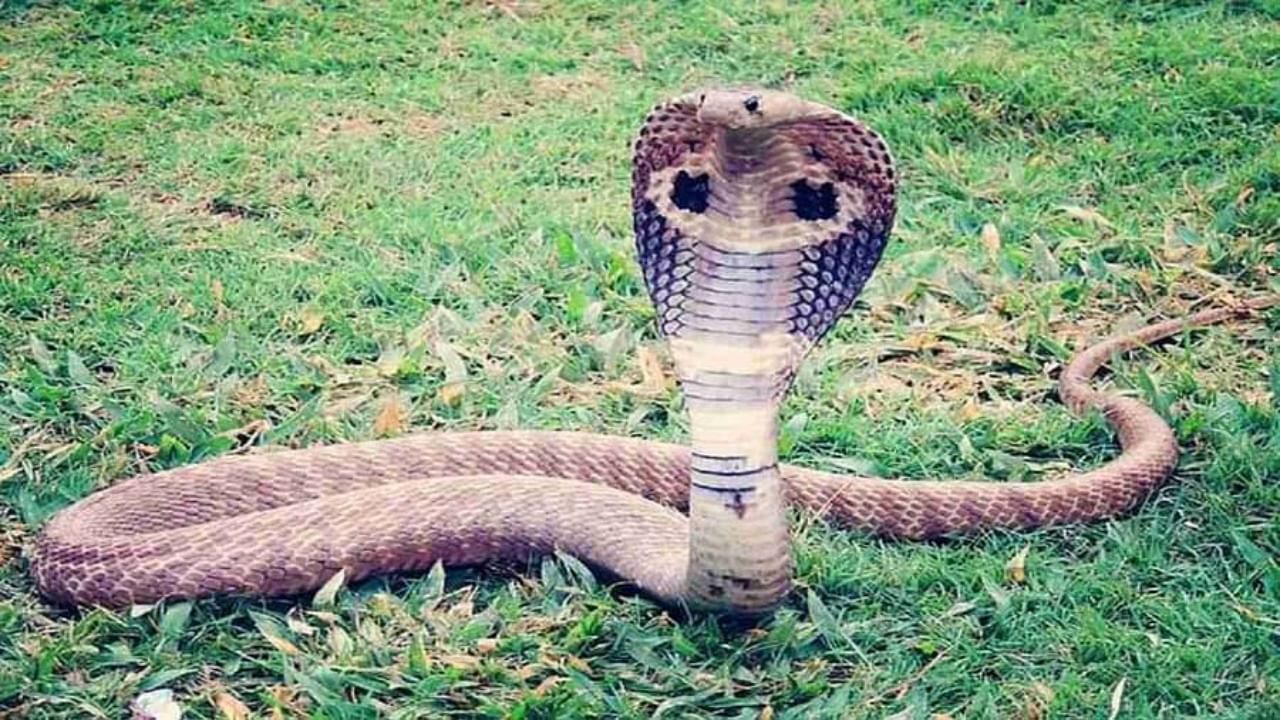 किंग कोब्रा (King Cobra) : हा जगातील सर्वात धोकादायक आणि विषारी साप आहे. जर एखाद्याला तो चावला तर वेळेत उपचार न मिळाल्यास माणसाचा मृत्यू होऊ शकतो. 