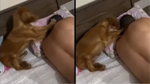 VIDEO : कुत्रा आणि मालकाचा खास व्हिडीओ सोशल मीडियावर व्हायरल, पाहा काय आहे या व्हिडीओमध्ये!