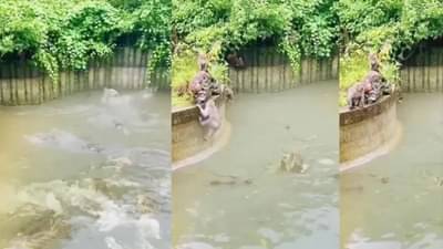 Viral video | माकड चाळे नक्की कशाला म्हणतात हे पाहायचे आहे? मग हा व्हिडीओमध्ये बघाच!