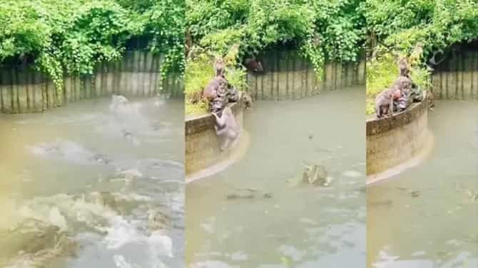 Viral video | माकड चाळे नक्की कशाला म्हणतात हे पाहायचे आहे? मग हा व्हिडीओमध्ये बघाच!