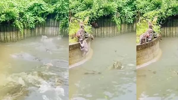 Viral video | माकड चाळे नक्की कशाला म्हणतात हे पाहायचे आहे? मग हा व्हिडीओमध्ये बघाच!