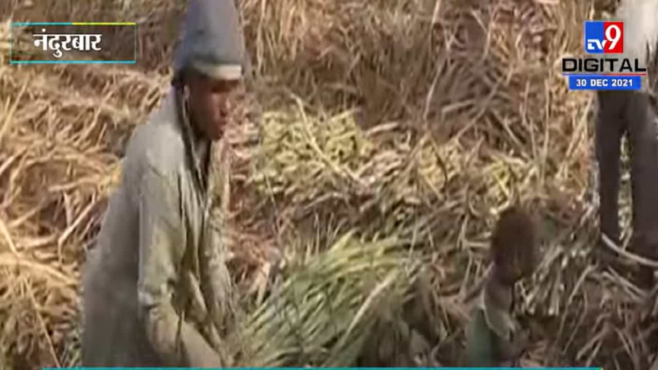 ऊस दराबाबत फेरविचार न केल्यास ऊस तोड बंद करण्याचा शेतकऱ्यांचा निर्णय ऊस दराबाबत फेरविचार न केल्यास ऊस तोड बंद करण्याचा शेतकऱ्यांचा निर्णय